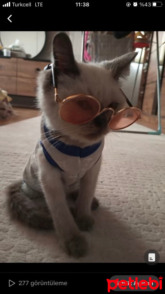 British Shorthair, Kedi  Köpük fotoğrafı
