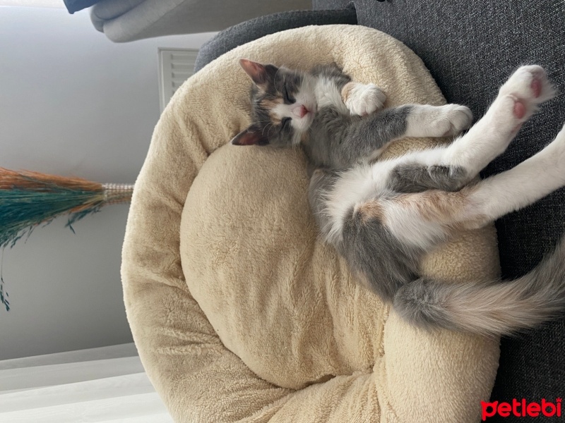 Tekir Kedi, Kedi  Fıstık fotoğrafı