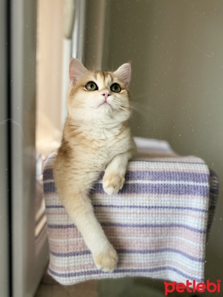British Shorthair, Kedi  Bal fotoğrafı