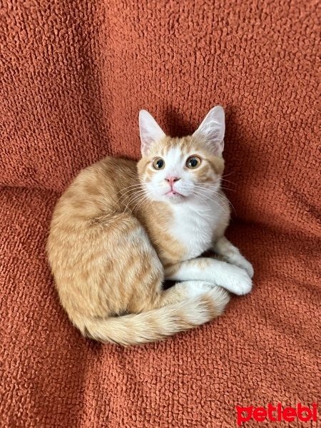 Sarman, Kedi  Sunny fotoğrafı