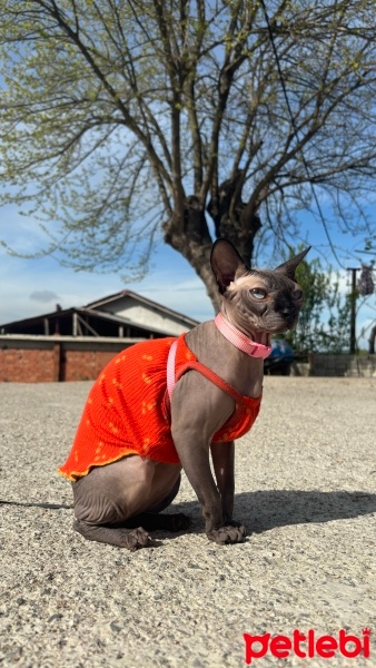 Sphynx, Kedi  Dobby fotoğrafı