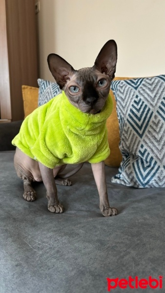 Sphynx, Kedi  Dobby fotoğrafı