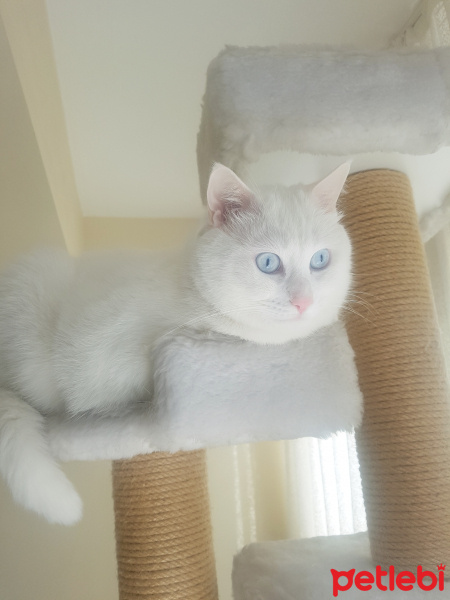 Van Kedisi, Kedi  Boncuk fotoğrafı
