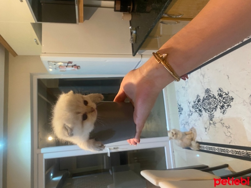 British Longhair, Kedi  Puffiyy fotoğrafı