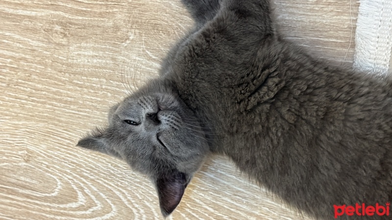 British Shorthair, Kedi  Mars fotoğrafı
