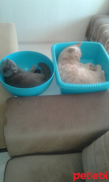 Scottish Fold, Kedi  fiona fotoğrafı