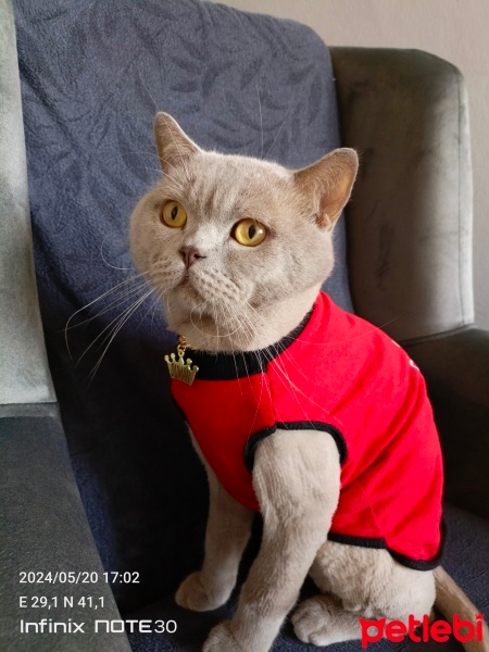 British Shorthair, Kedi  DUMAN fotoğrafı