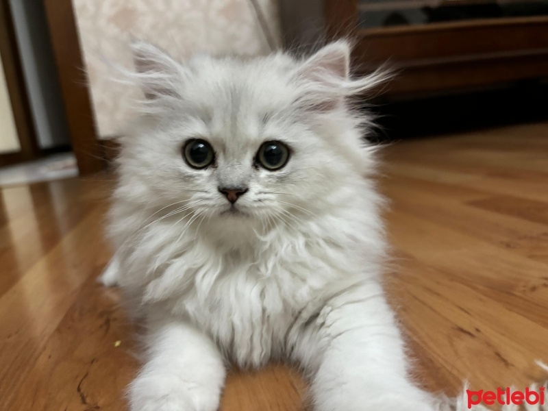 British Longhair, Kedi  Barbi fotoğrafı