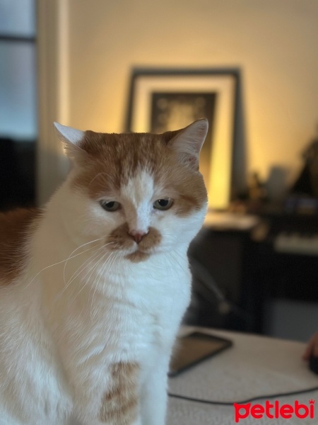 İran Kedisi (Persian), Kedi  Sargon fotoğrafı