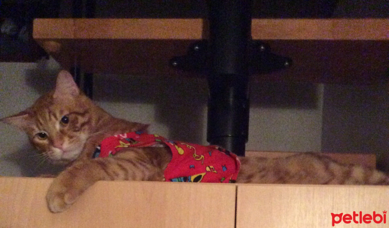 Tekir Kedi, Kedi  Tyson fotoğrafı
