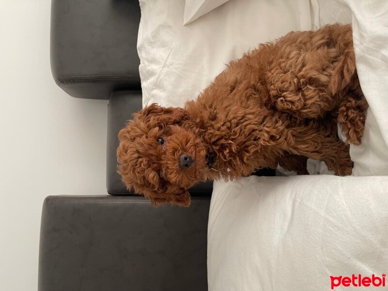 Poodle (Minyatür Kaniş), Köpek  Mitoo fotoğrafı