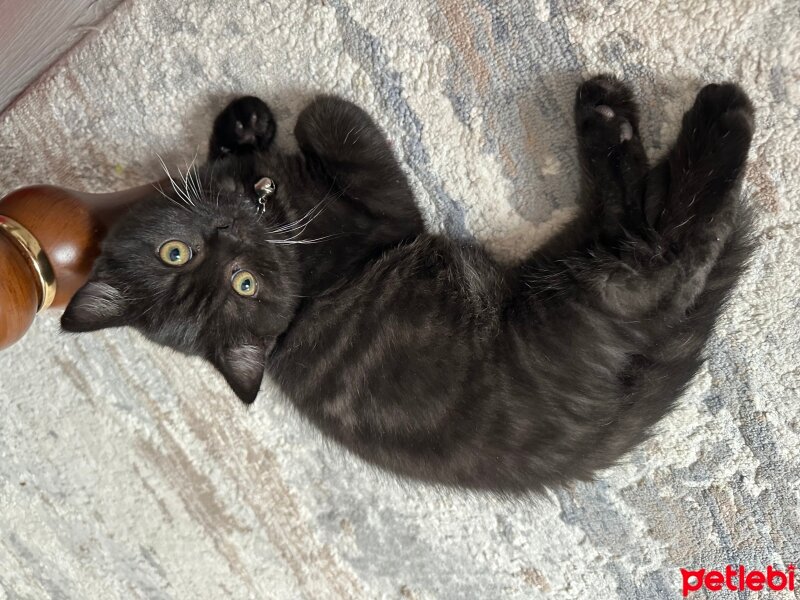 British Shorthair, Kedi  Çiko fotoğrafı