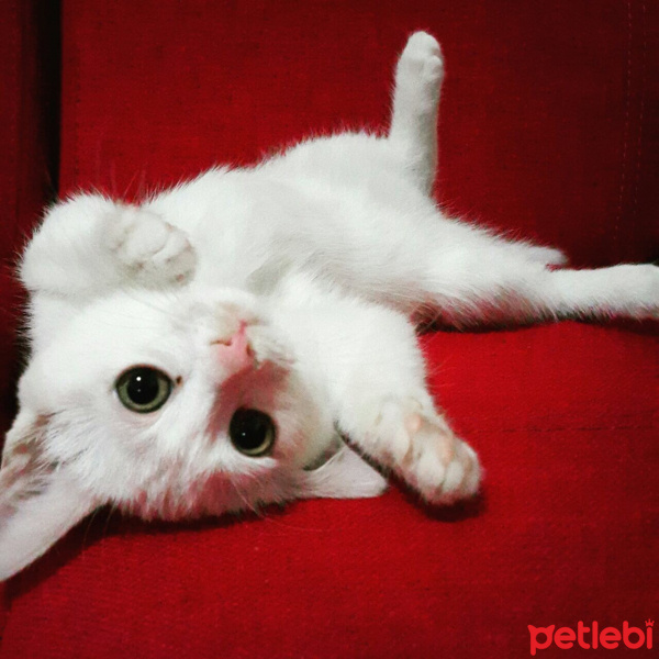 Ankara Kedisi, Kedi  Pamuk fotoğrafı