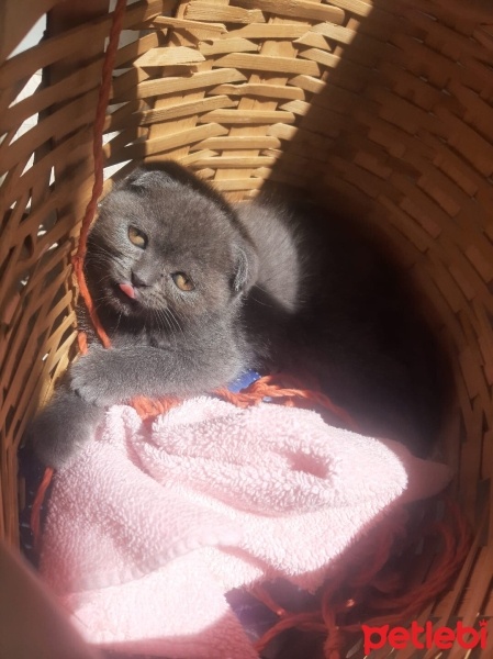 Scottish Fold, Kedi  Şans fotoğrafı