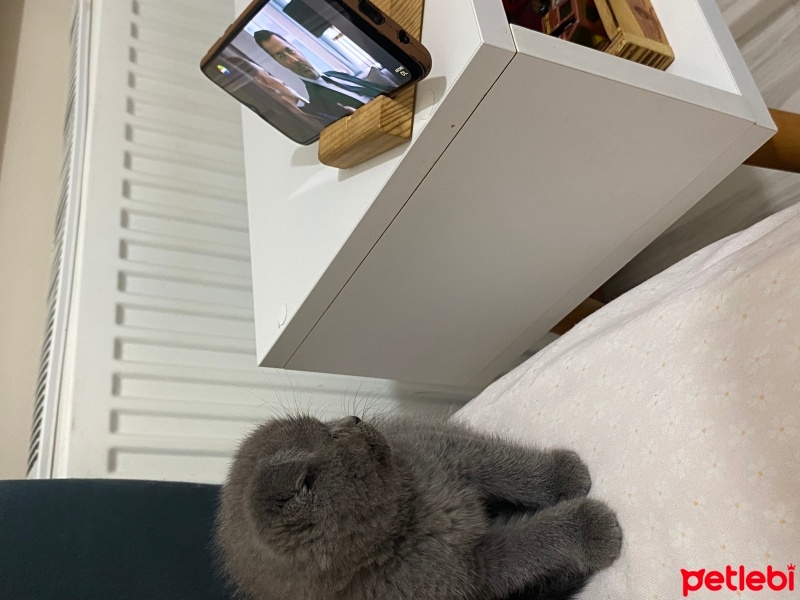 Scottish Fold, Kedi  Şans fotoğrafı