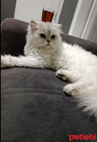 Chinchilla, Kedi  Mia fotoğrafı
