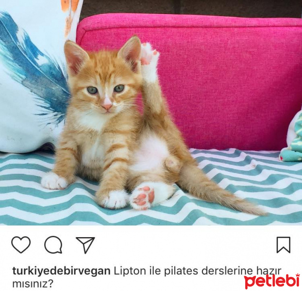 Soke, Kedi  Lipton fotoğrafı