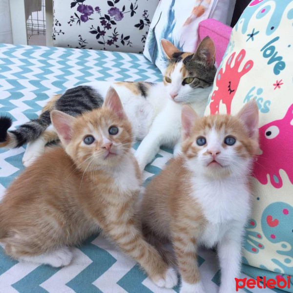 Soke, Kedi  Lipton fotoğrafı