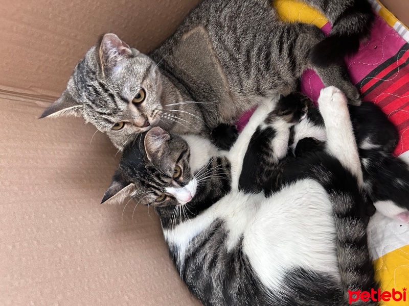 Tekir Kedi, Kedi  Şila fotoğrafı