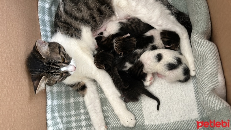 Tekir Kedi, Kedi  Şila fotoğrafı