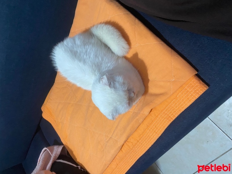 British Shorthair, Kedi  Turşu fotoğrafı