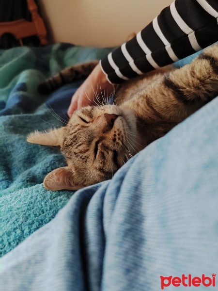 Tekir Kedi, Kedi  Çakıl fotoğrafı