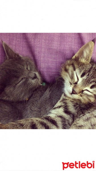 Mavi Rus, Kedi  Duman & Tekir fotoğrafı