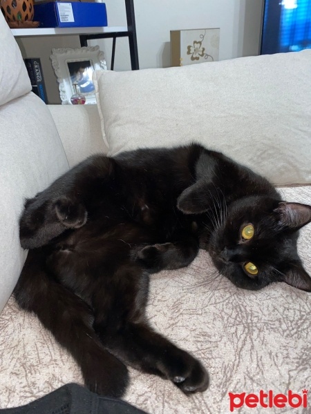 British Shorthair, Kedi  Mircat fotoğrafı