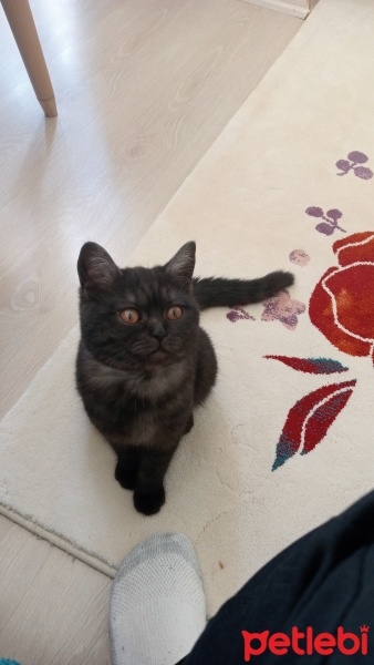 British Shorthair, Kedi  Peri fotoğrafı