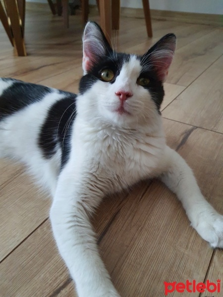 Tekir Kedi, Kedi  Oreo fotoğrafı