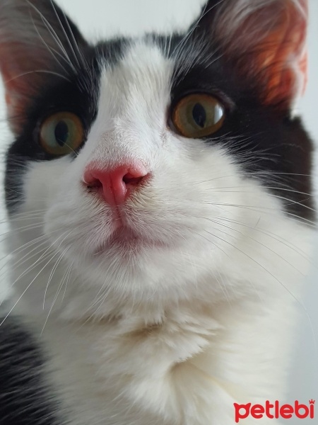 Tekir Kedi, Kedi  Oreo fotoğrafı