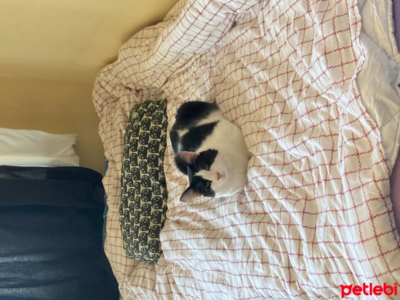 Tekir Kedi, Kedi  Oreo fotoğrafı