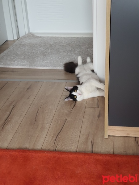 Tekir Kedi, Kedi  Oreo fotoğrafı