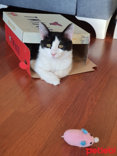 Tekir Kedi, Kedi  Oreo fotoğrafı