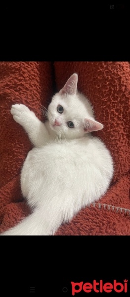 British Shorthair, Kedi  Simba fotoğrafı