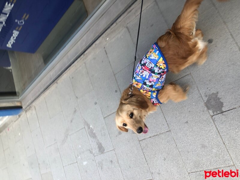 İngiliz Cocker Spaniel, Köpek  Hera fotoğrafı