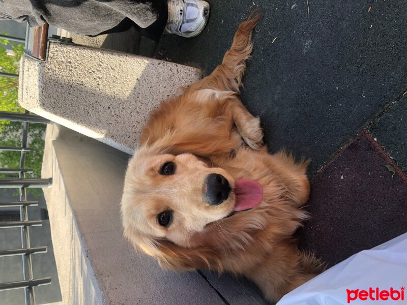 İngiliz Cocker Spaniel, Köpek  Hera fotoğrafı