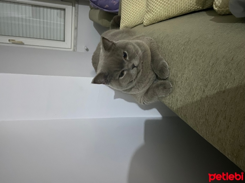 British Shorthair, Kedi  Sufle fotoğrafı