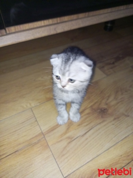 British Shorthair, Kedi  Yavru kedilerimiz fotoğrafı