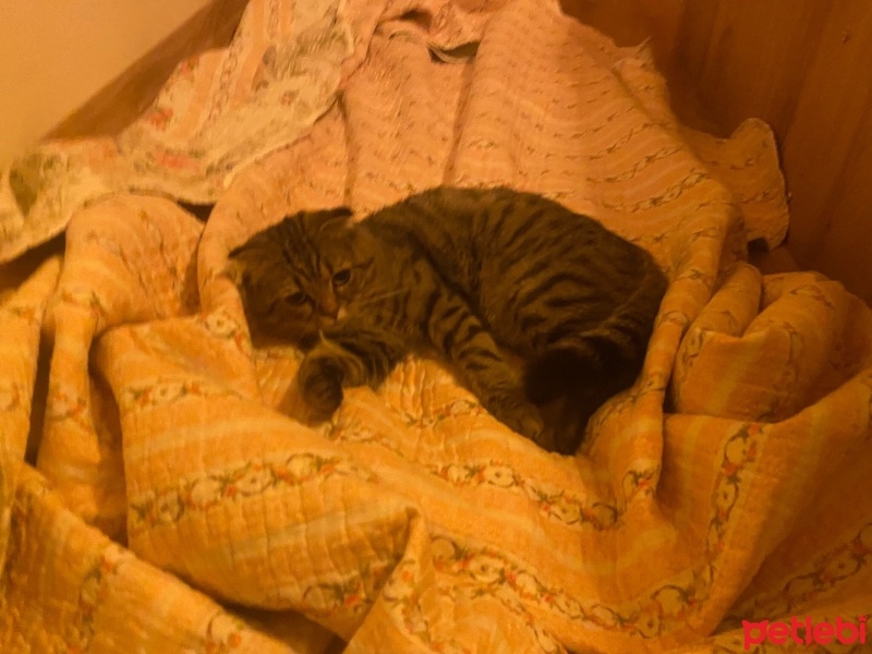Tekir Kedi, Kedi  RUHİ fotoğrafı