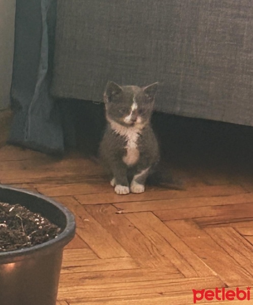 Tekir Kedi, Kedi  Riri fotoğrafı