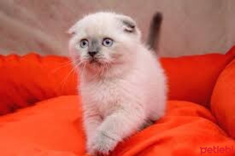 Scottish Fold, Kedi  dobi fotoğrafı
