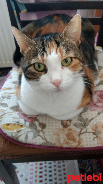Honey Bear, Kedi  mia fotoğrafı