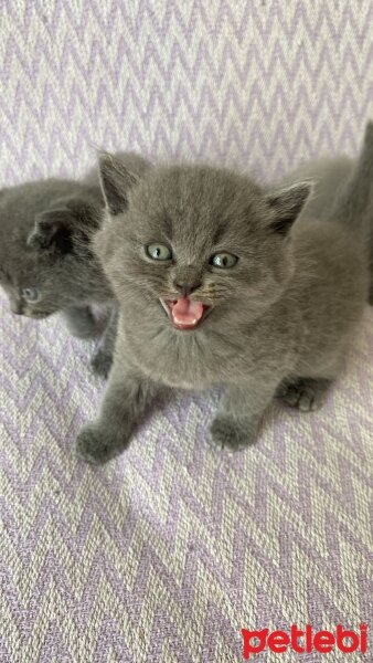 British Shorthair, Kedi  İsimsiz fotoğrafı