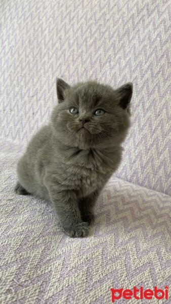 British Shorthair, Kedi  İsimsiz fotoğrafı