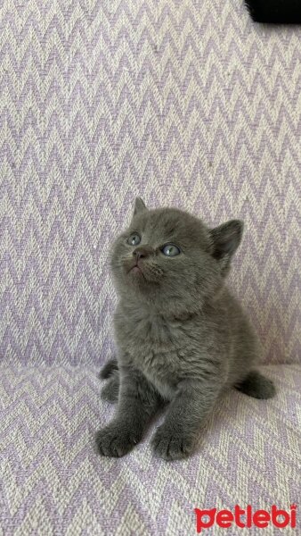 British Shorthair, Kedi  İsimsiz fotoğrafı