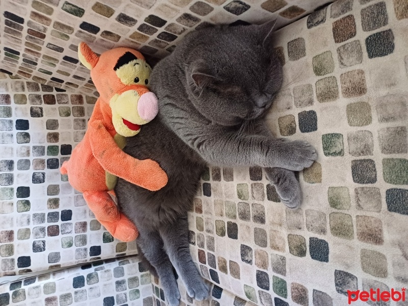 British Shorthair, Kedi  Bulut fotoğrafı