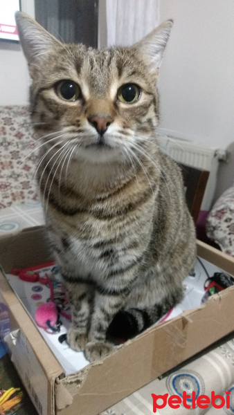 Tekir Kedi, Kedi  leopar fotoğrafı