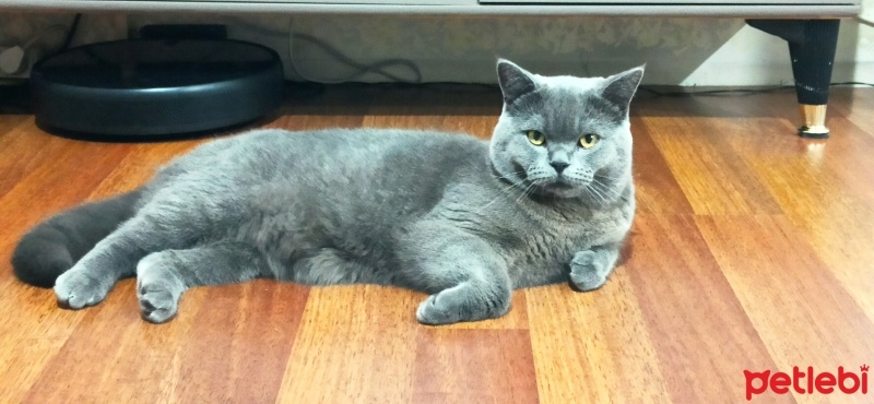 Brazilian Shorthair, Kedi  Simba fotoğrafı