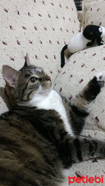 Tekir Kedi, Kedi  misket fotoğrafı